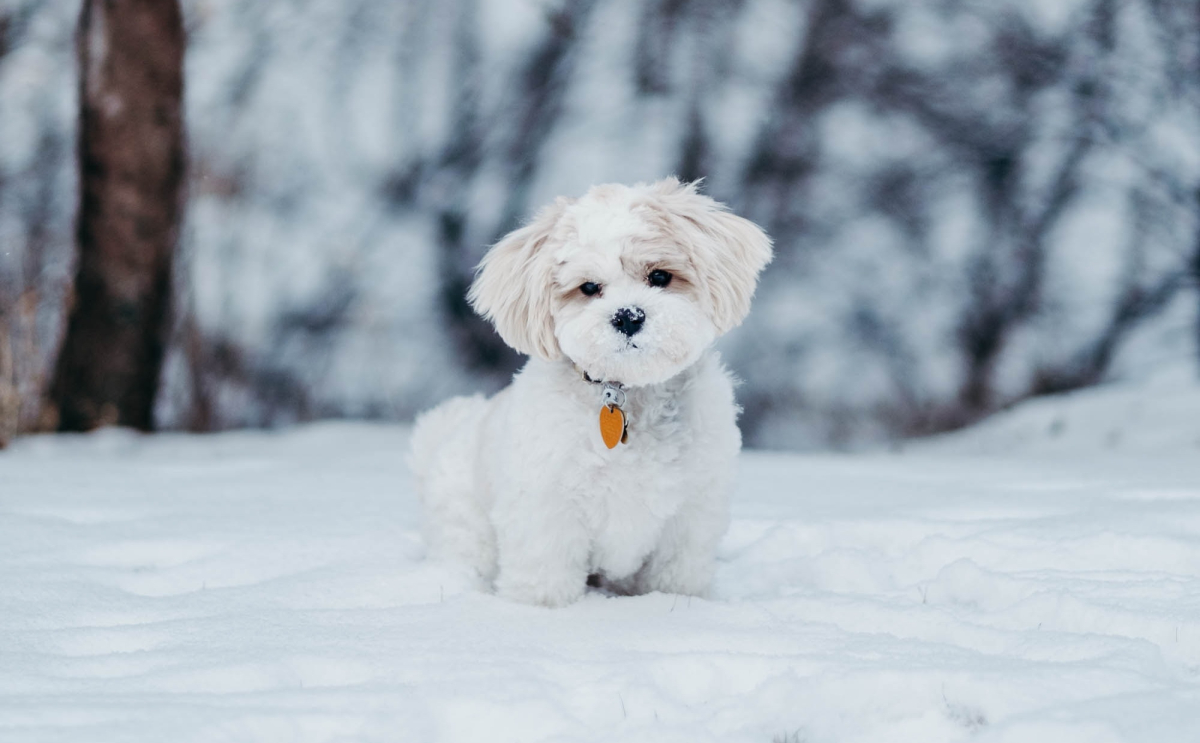noah-buscher-pueU9kKIkXw-unsplash.jpg