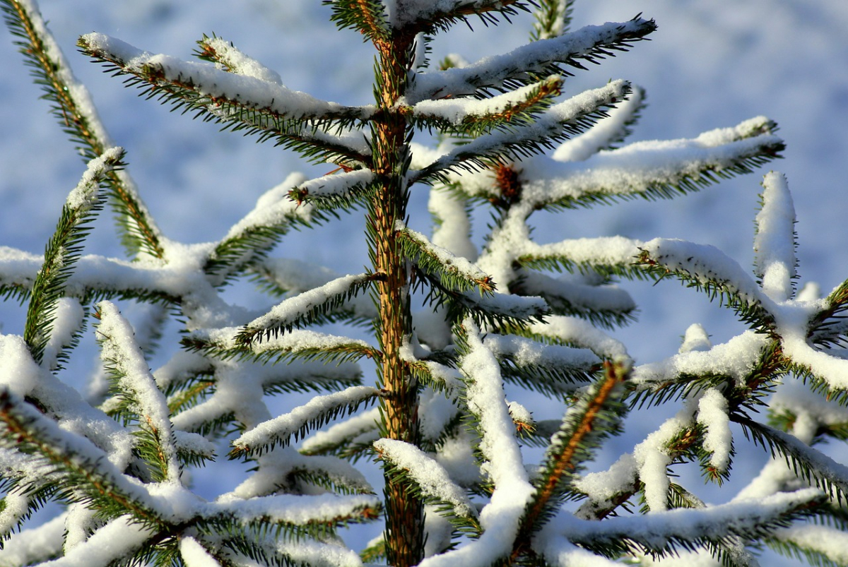 winter-3914681_1280.jpg
