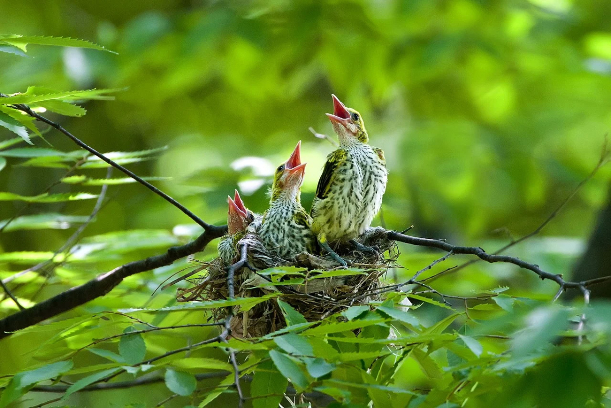 birds-7996283_1280.jpg