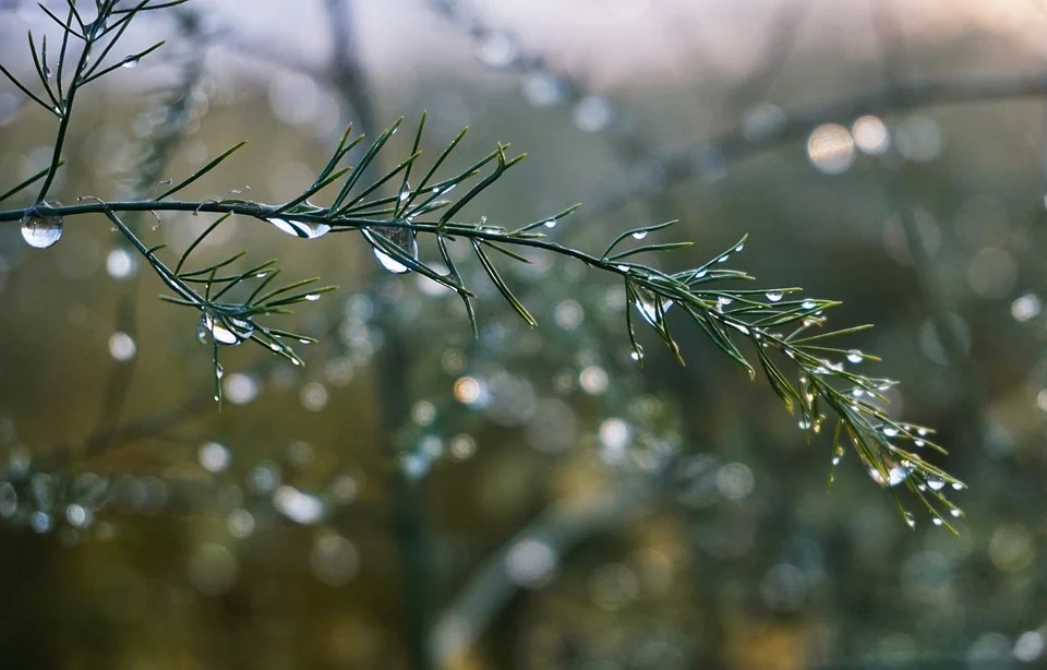 bokeh-4578758_960_720.jpg