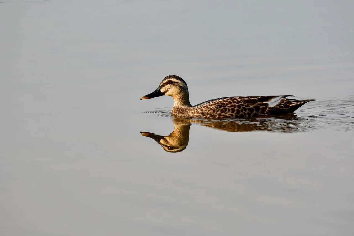 spot-billed-ducks-8023527_1280.jpg