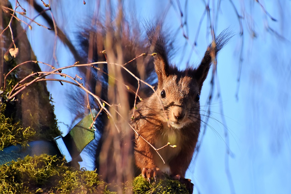 белка squirrel-3298042_960_720.jpg