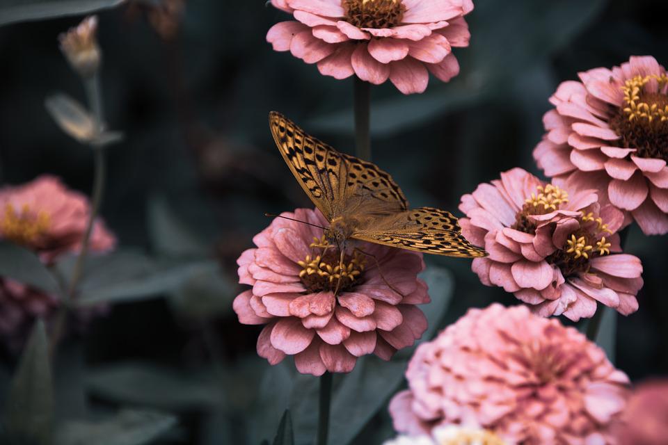 flowers-3975556_960_720.jpg flowers-3975556_960_720.jpg