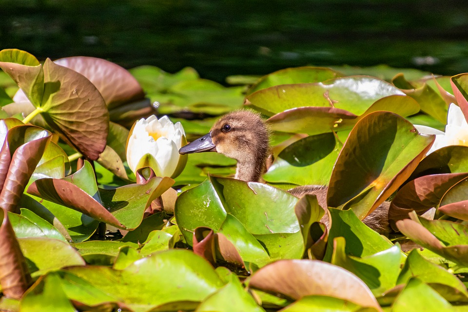 duck-4416906_960_720.jpg