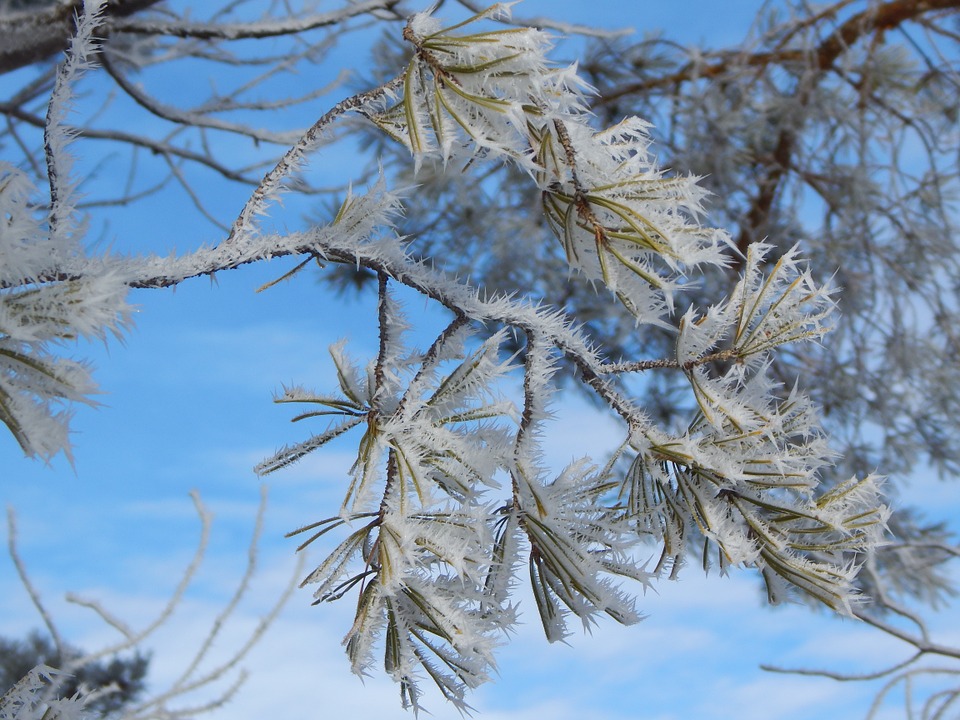 tree-612205_960_720.jpg
