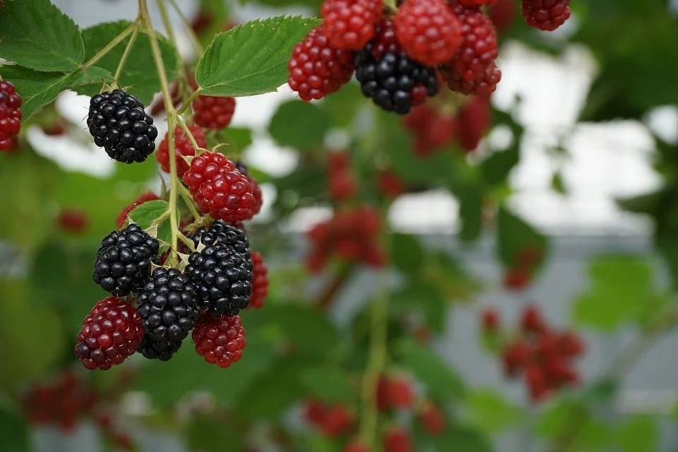 berries-2549007_960_720.jpg berries-2549007_960_720.jpg