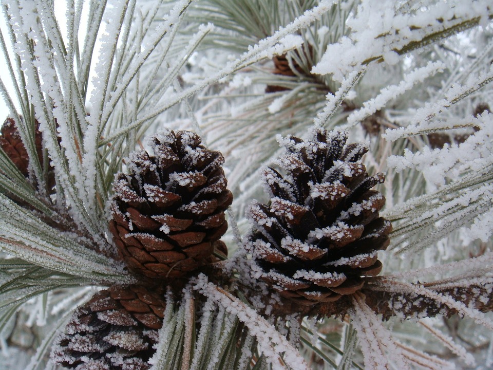 pinecones-2733289_960_720.jpg