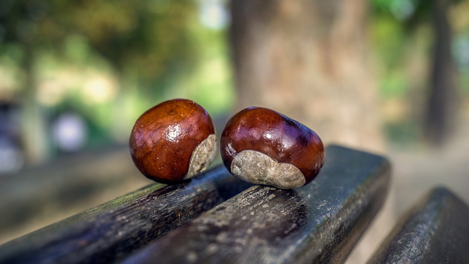 chestnuts-3710211_960_720.jpg