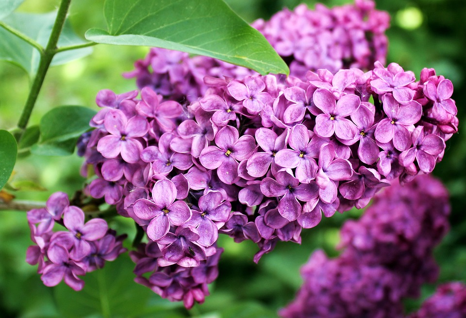 lilac-1385989_960_720.jpg