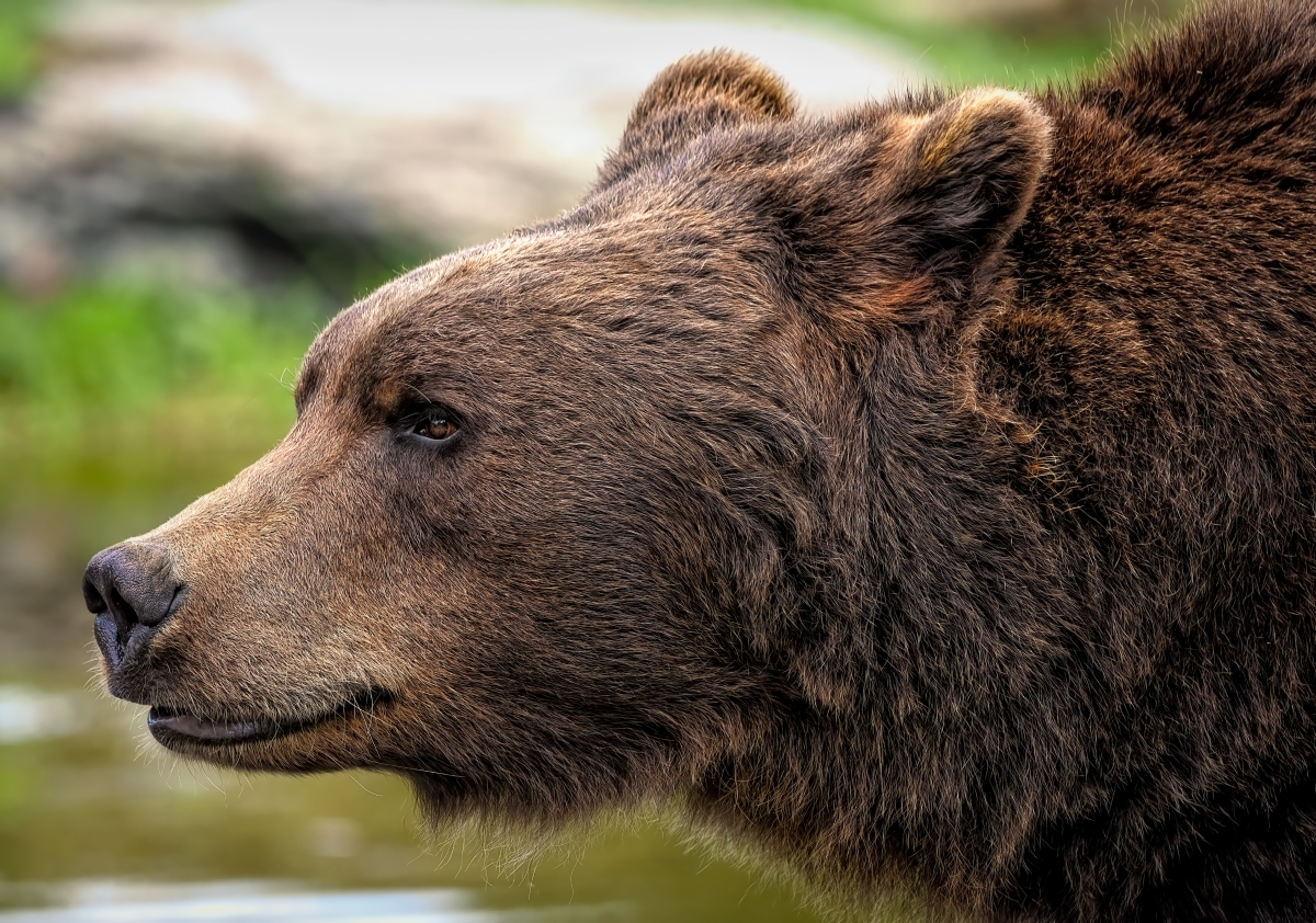 ambquinn-brown-bear-8164838.png