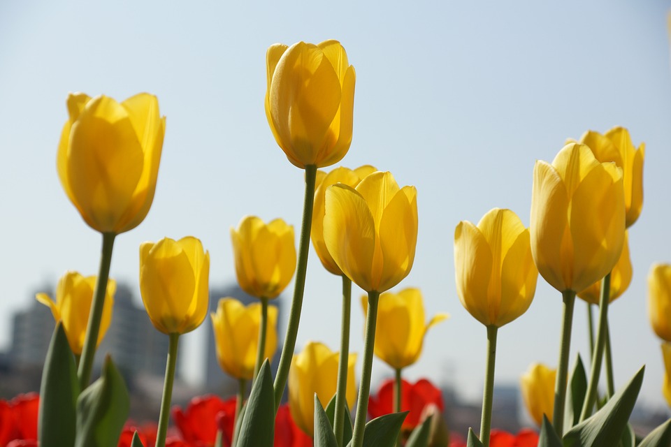 tulip-7120784_960_720.jpg tulip-7120784_960_720.jpg