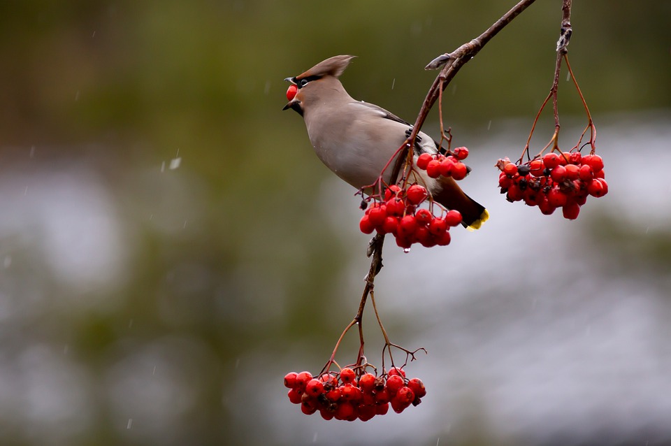 waxwing-5826674_960_720.jpg