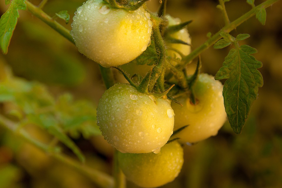 tomatoes-2644536_960_720.jpg