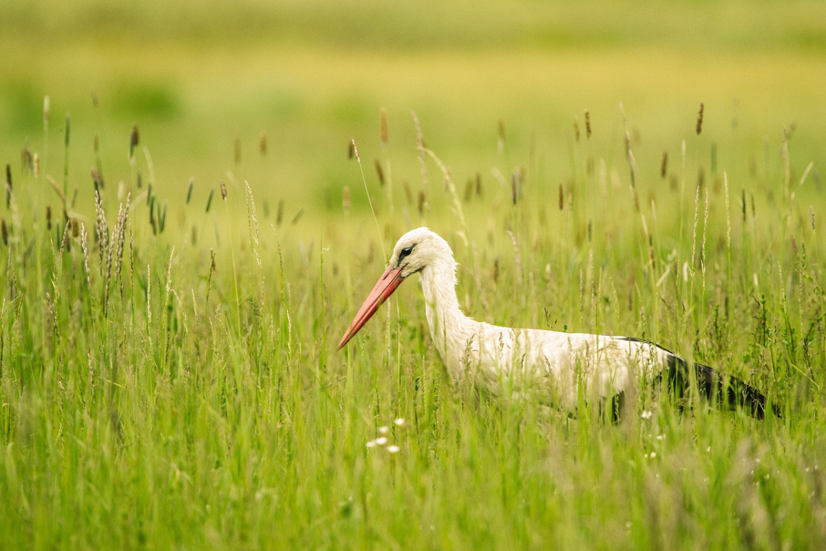 stork-6327150_1280.jpg