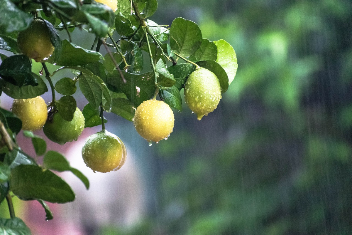 raining-5455688_1280.jpg raining-5455688_1280.jpg