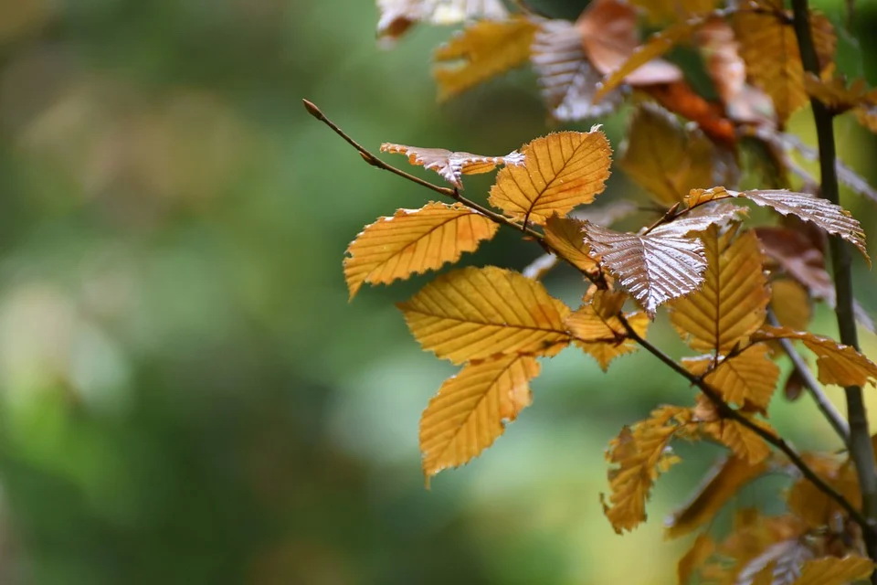 leaves-5630468_960_720.jpg