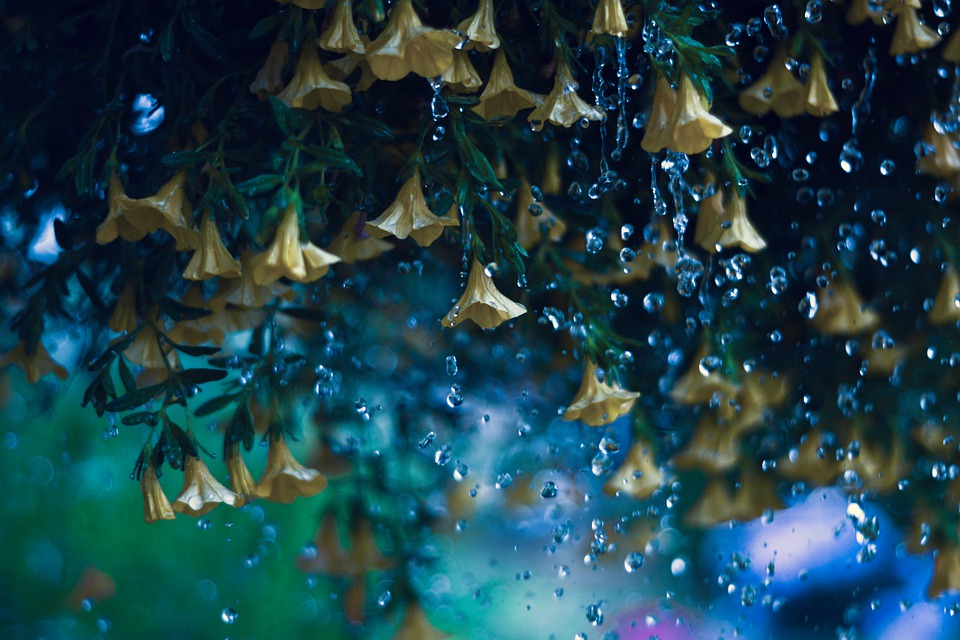 yellow-bells-4382715_960_720.jpg yellow-bells-4382715_960_720.jpg