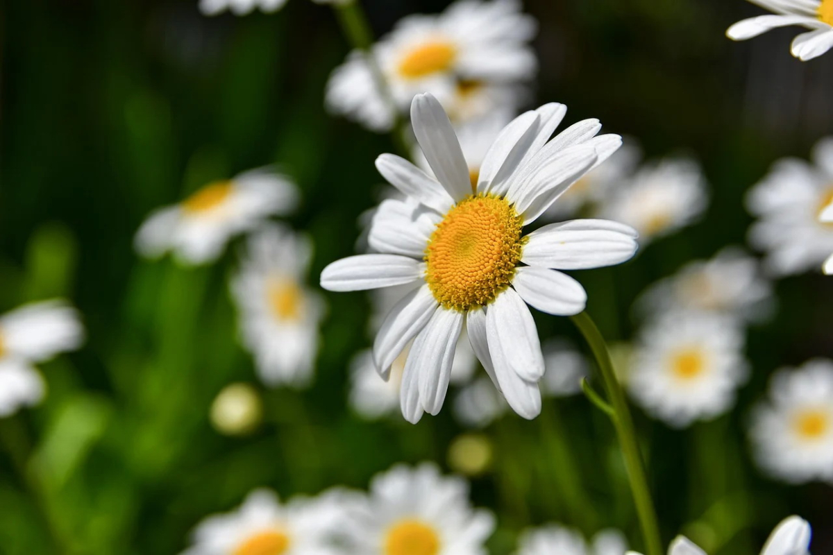 flowers-8023515_1280.jpg