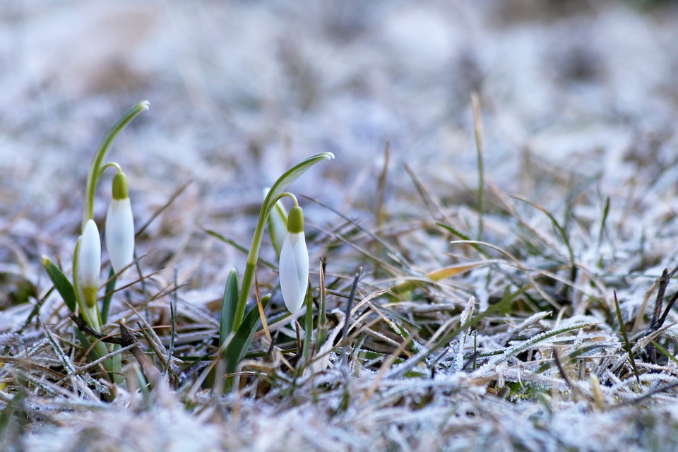 snowdrops-4028235_960_720.jpg snowdrops-4028235_960_720.jpg