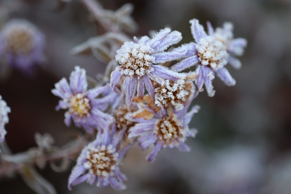 flowers-5766495_960_720.jpg
