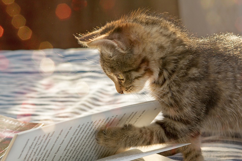 kitten-3617838_960_720.jpg