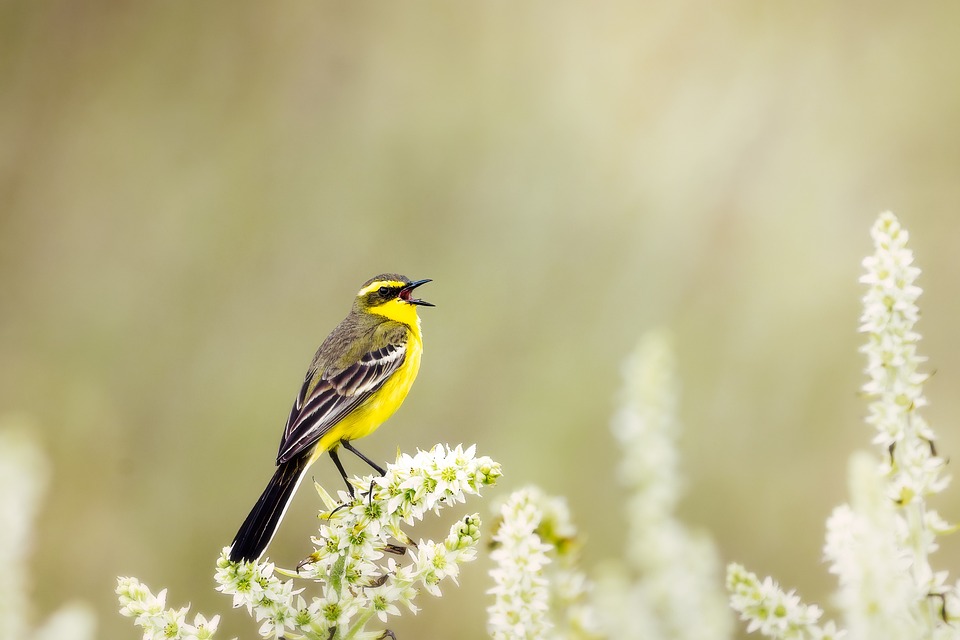 wild-bird-7314255_960_720.jpg