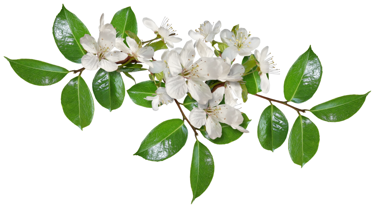 Carena Sweet Love of Spring Cluster 11.png Carena Sweet Love of Spring Cluster 11.png