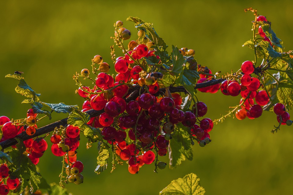 currants-4282971_960_720.jpg