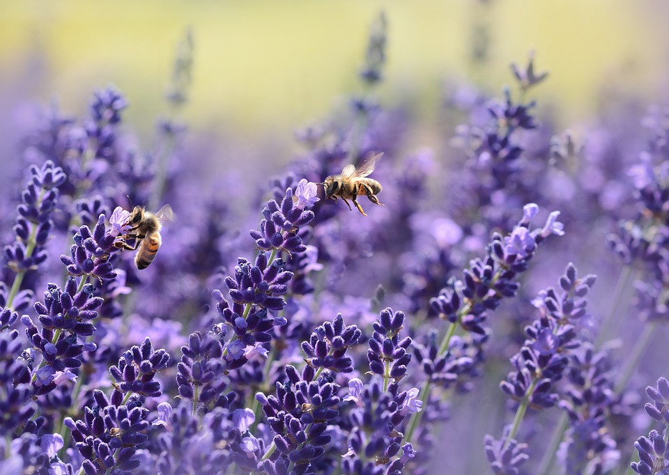 lavender-1537694_960_720.jpg