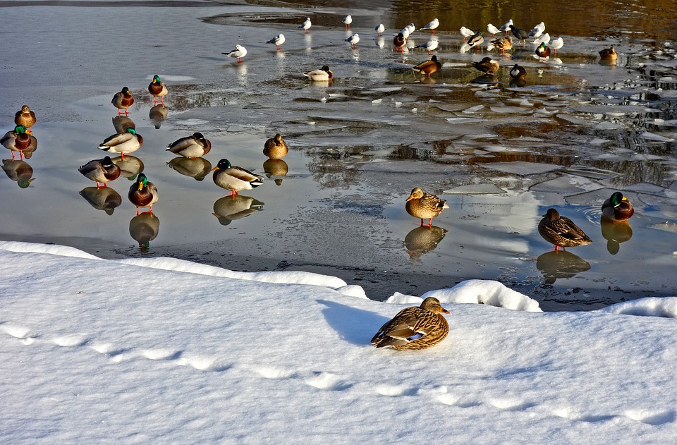 ducks-3019566_960_720.jpg