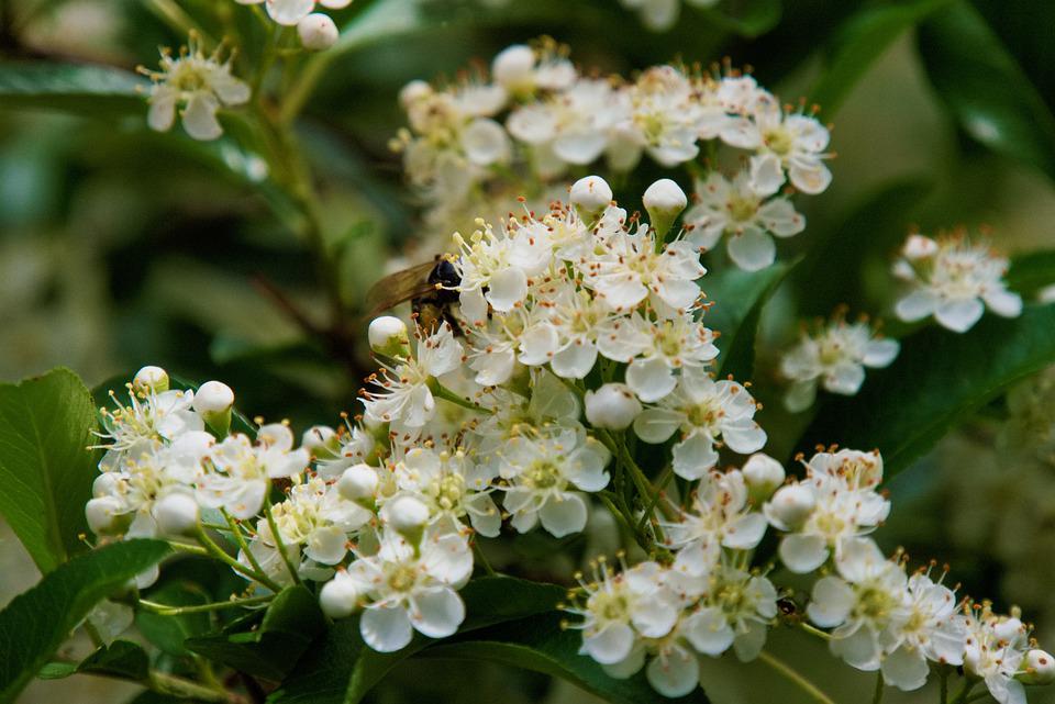 sea-buckthorn-5330437_960_720.jpg