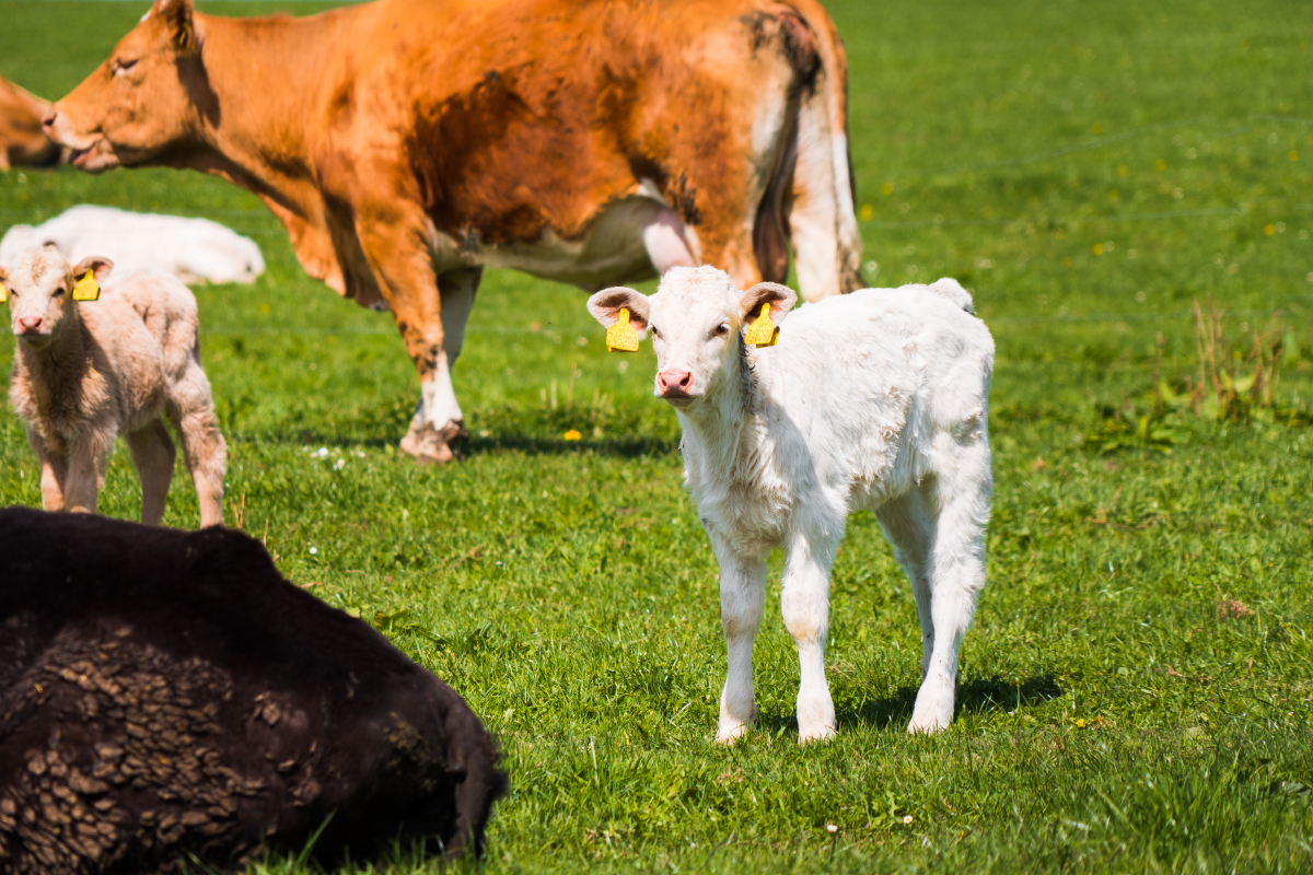 calf-white-baby-cow-outside-on-a-green-pasture-picjumbo-com.jpg calf-white-baby-cow-outside-on-a-green-pasture-picjumbo-com.jpg