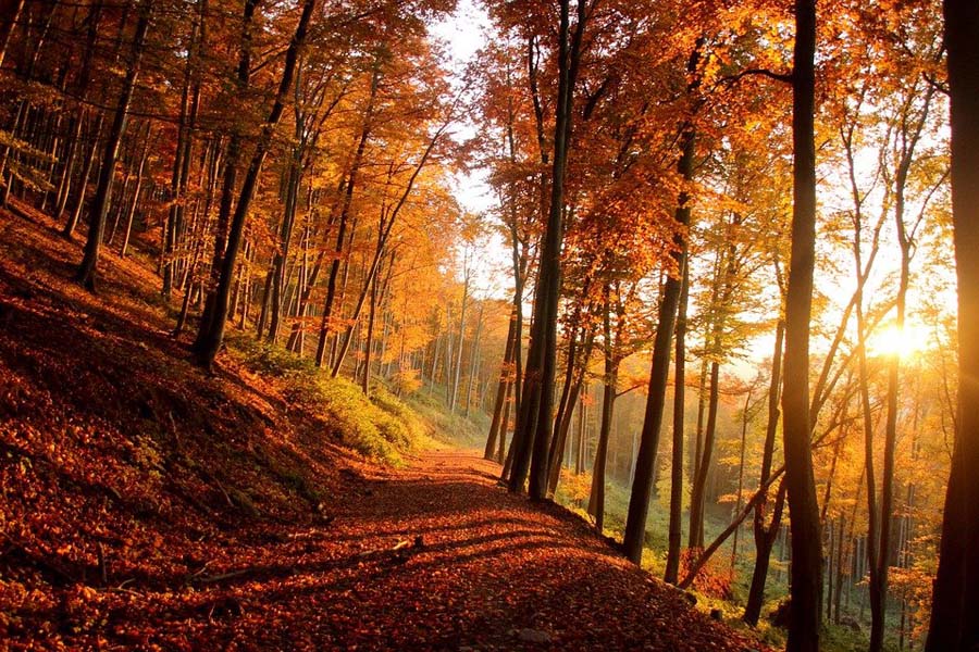 autumn-6690466_960_720.jpg
