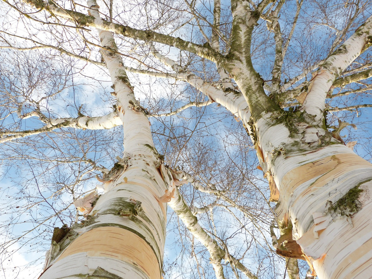 birch-2300857_1280.jpg