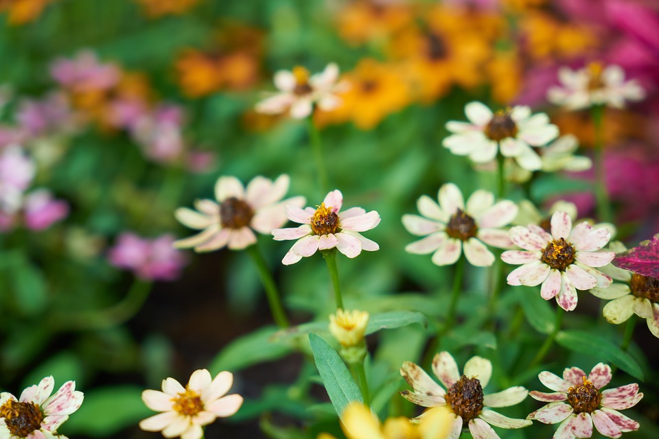 flower-2577534_960_720.jpg