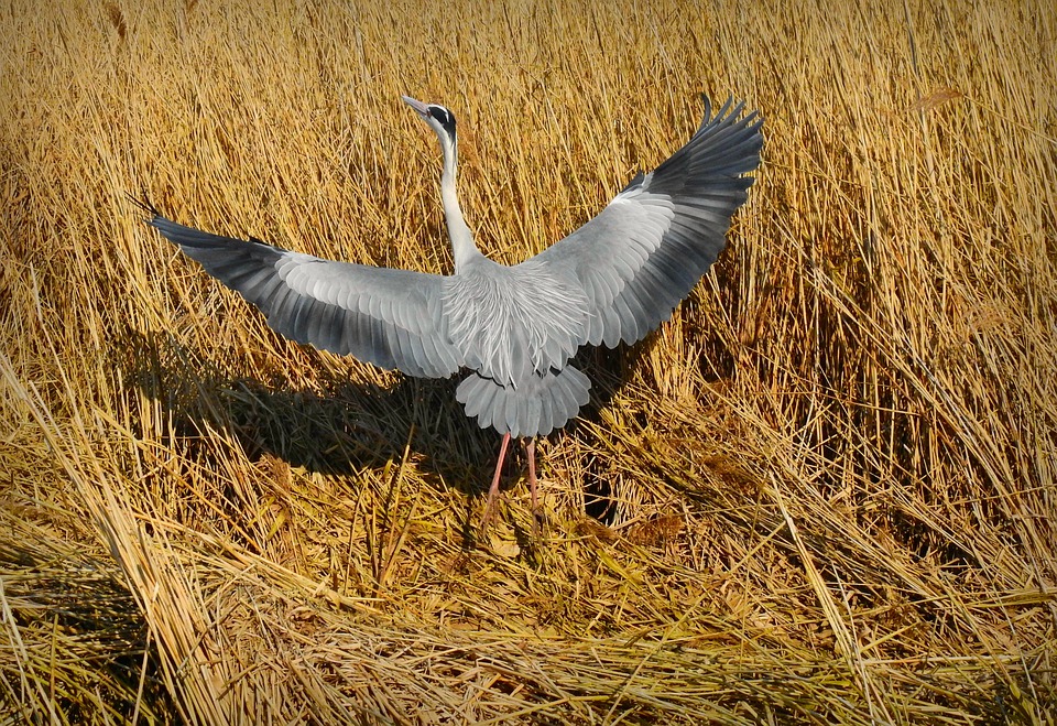 heron-5088635_960_720.jpg