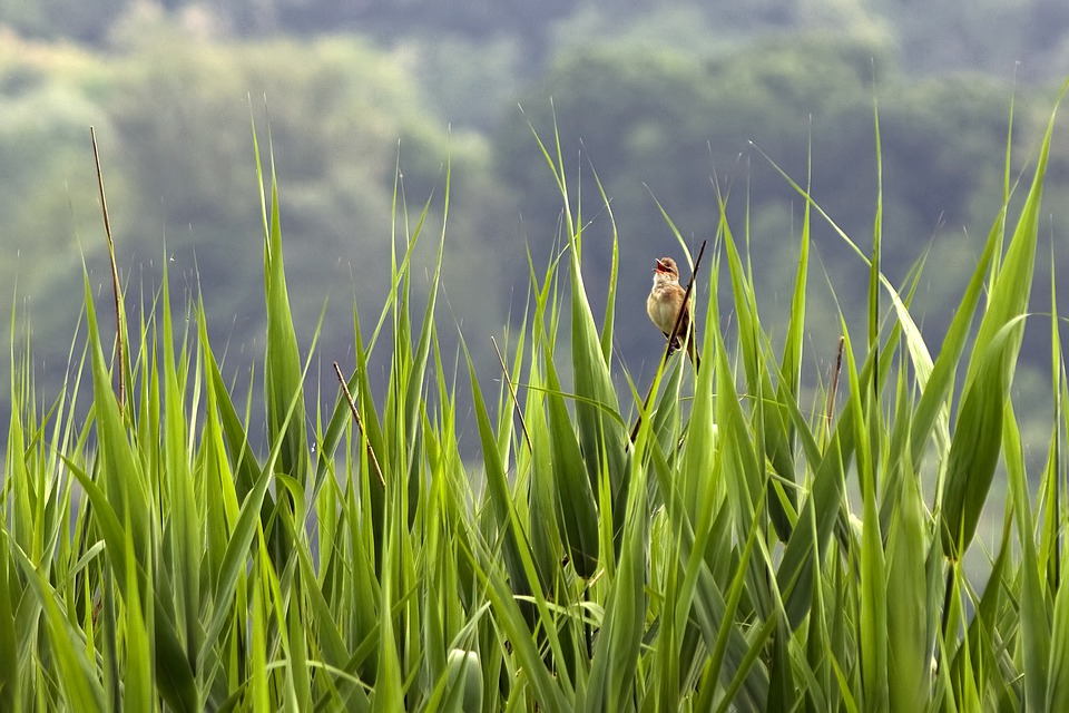 bird-5058753_960_720.jpg