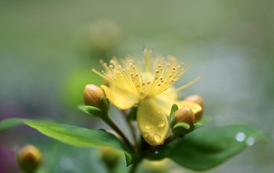 flower-5299477_960_720.jpg
