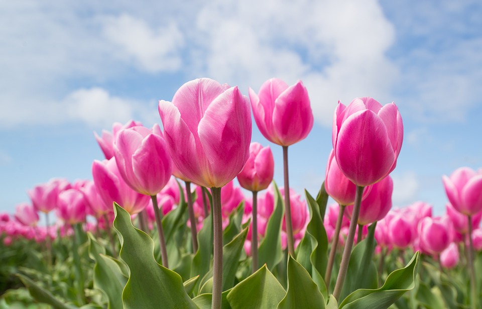 tulips-2254970_960_720.jpg