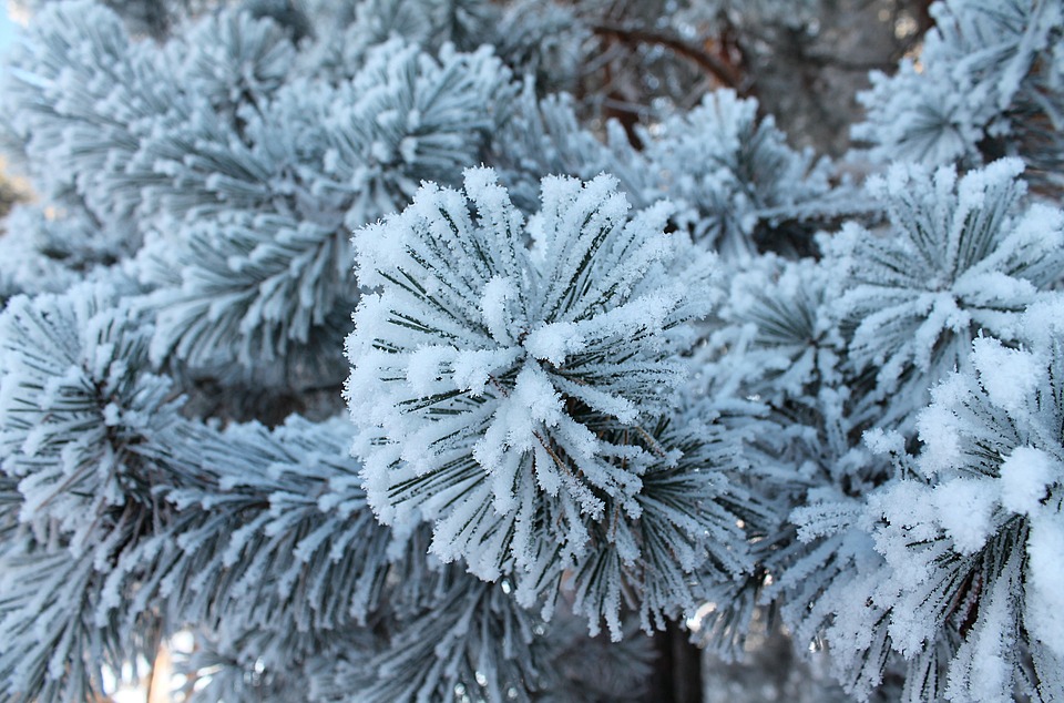 winter-2229703_960_720.jpg