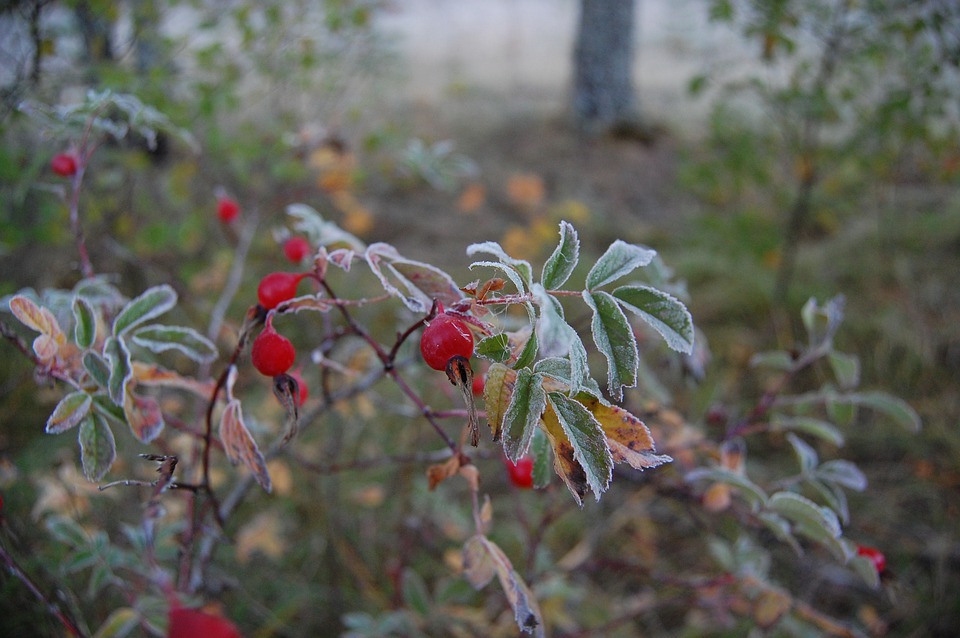 the-first-frost-4840318_960_720.jpg the-first-frost-4840318_960_720.jpg