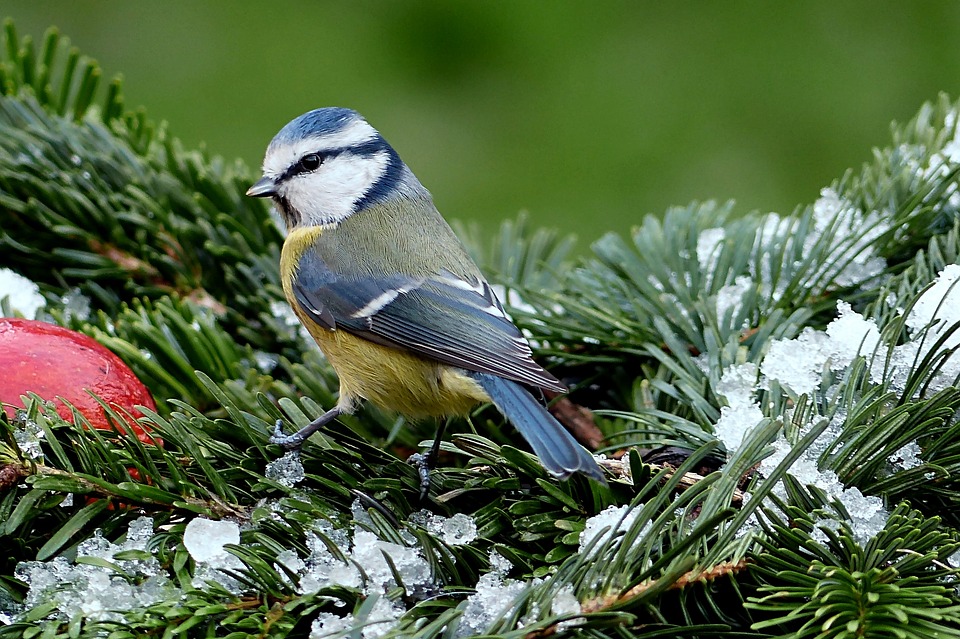 tit-1149843_960_720.jpg