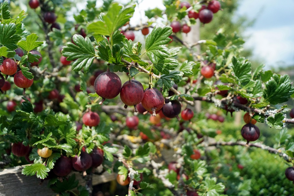 gooseberry-3946002_960_720.jpg gooseberry-3946002_960_720.jpg