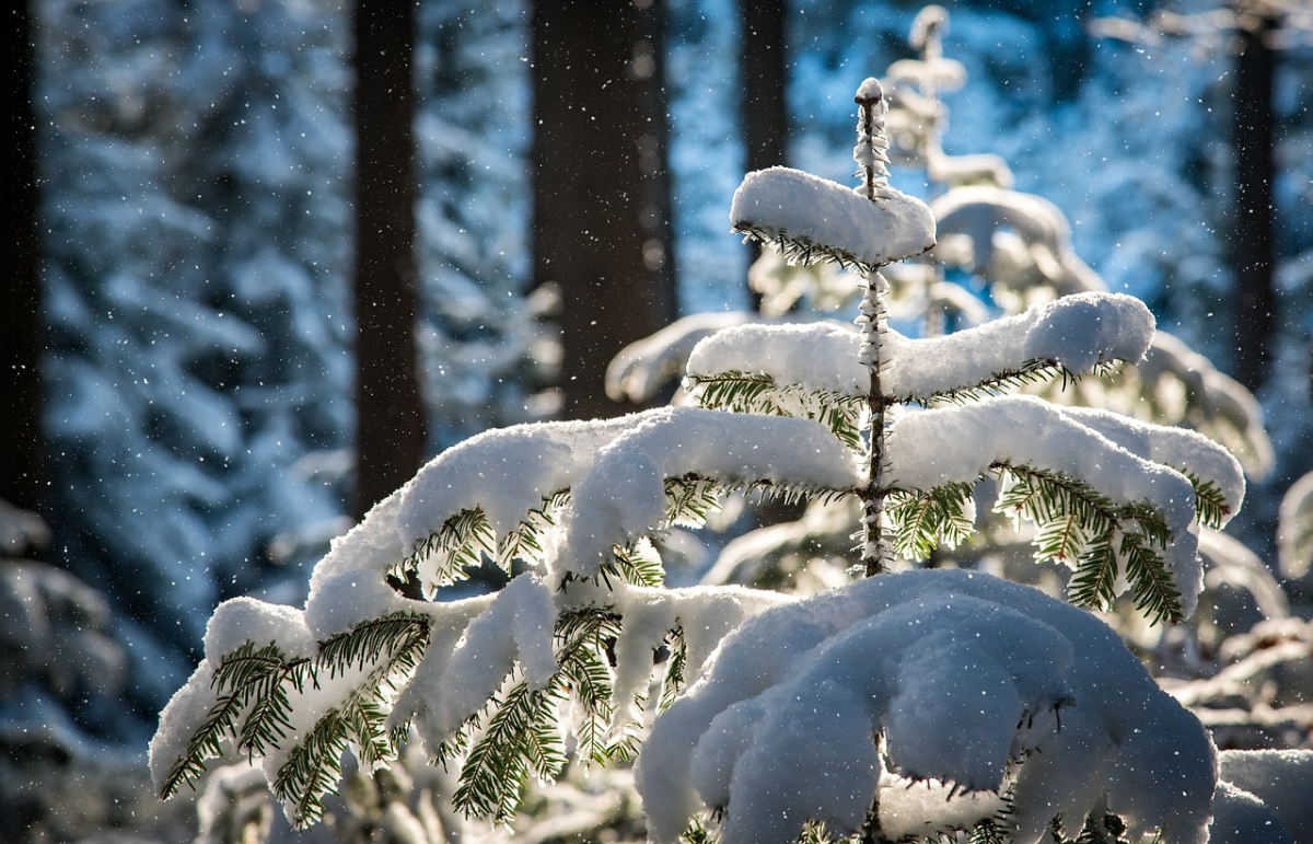 snowfall-5909261_1280.jpg