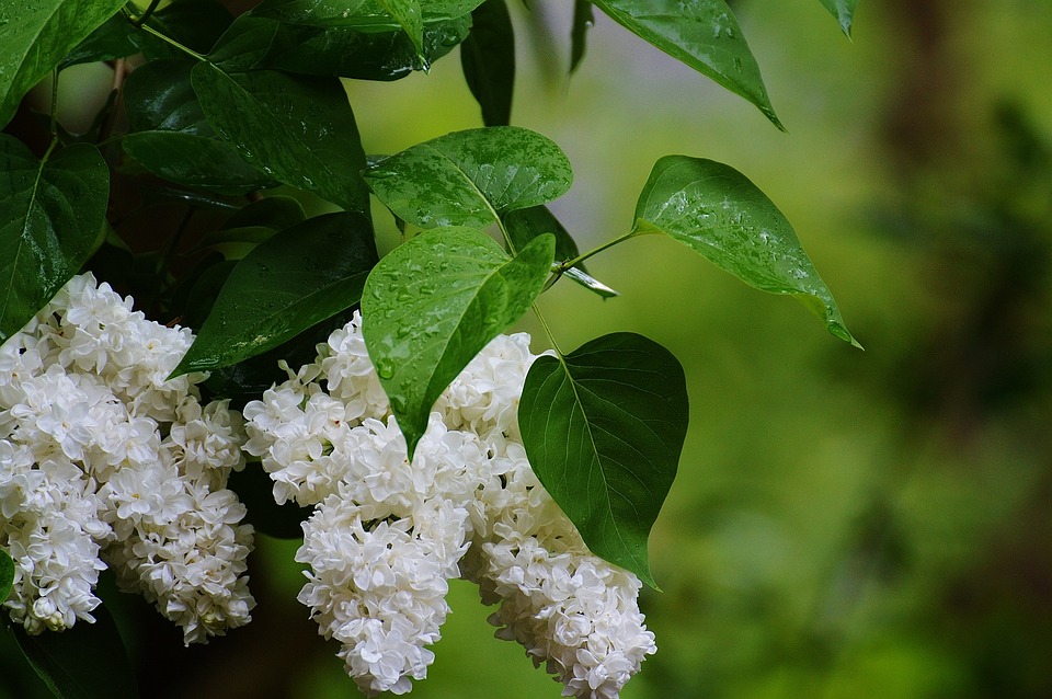 lilac-767071_960_720.jpg