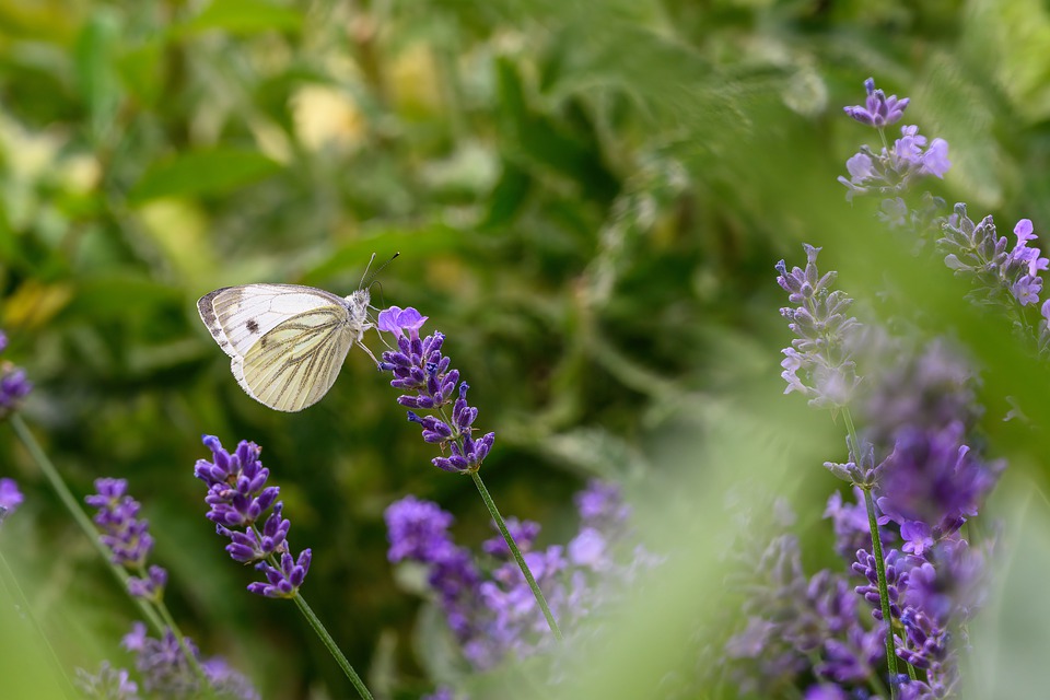 butterfly-7295663_960_720.jpg