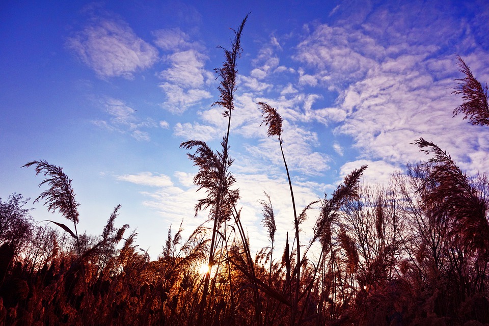 reed-3138470_960_720.jpg