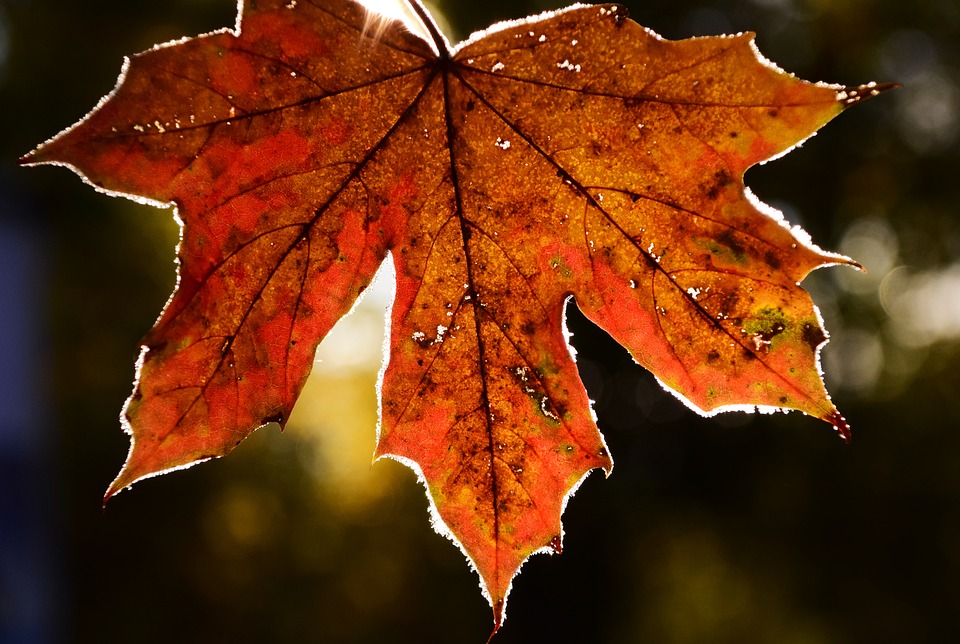 leaves-1799073_960_720.jpg