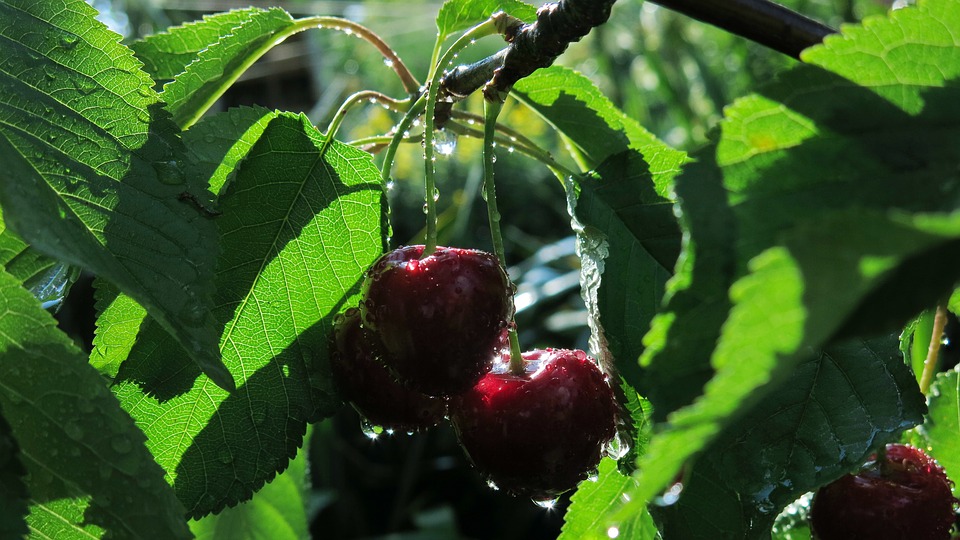 sweet-cherries-3489597_960_720.jpg