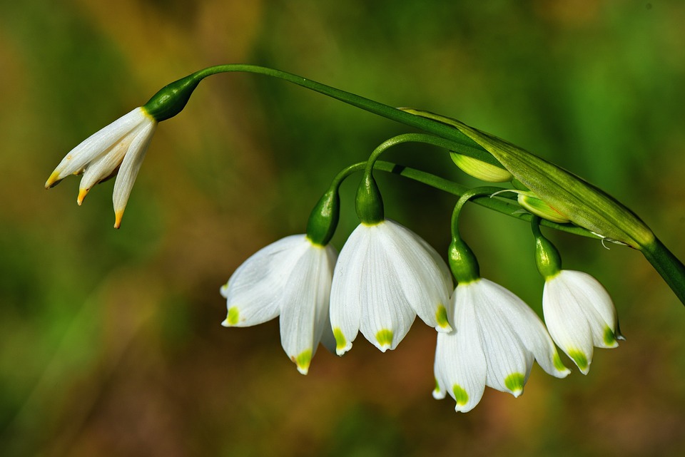 snowdrop-5058319_960_720.jpg